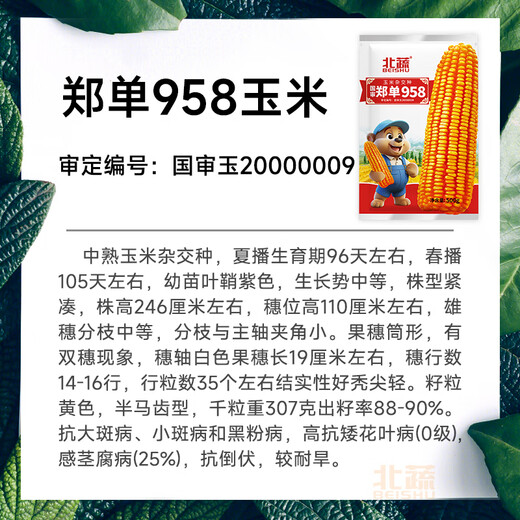 Beishu official authentic corn seeds produce tall and short big sticks, drought-resistant and lodging-resistant Zhengdan 958 nationally approved feed Sichuan hybrid Beishu nationally approved Zhengdan 958 corn seeds 4Jin Jin equals 0.5kg