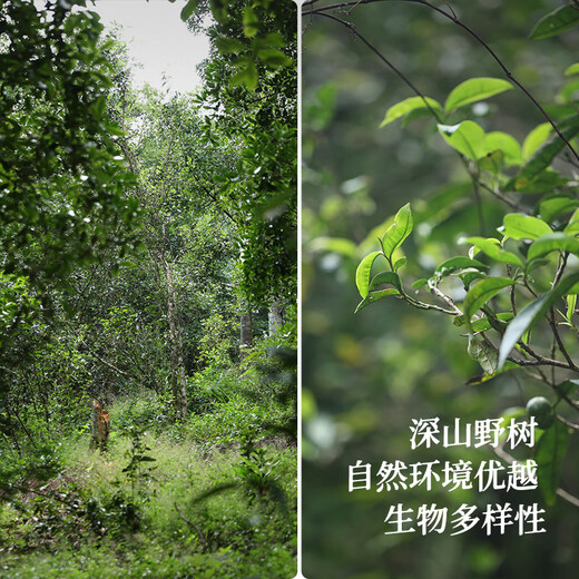 Little Senior Sister Reviews Tea Wild Lily 2014 Ancient Tree Liubao Tea Wild Guiqing Guangxi Liubao Tea 250g Guiqing Wild Lily Tasting 5g*3