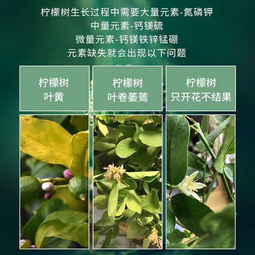 Manlife lemon tree special fertilizer potted nutrient soil improves the problem of yellow leaves defoliation and allows the tree to thrive 500g potassium dihydrogen phosphate potassium dihydrogen phosphate