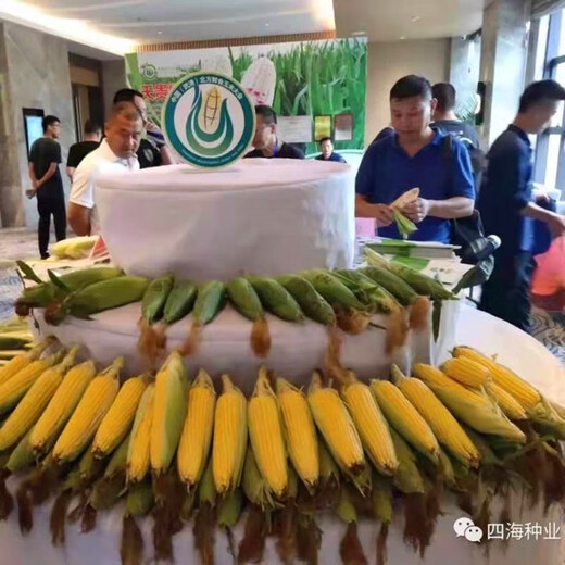 Fruit corn seeds super sweet fresh edible big stick without residue Beijing Sihai Seed Industry Golden Crown 597 corn seed original Golden Crown 597 fruit corn 100g X2