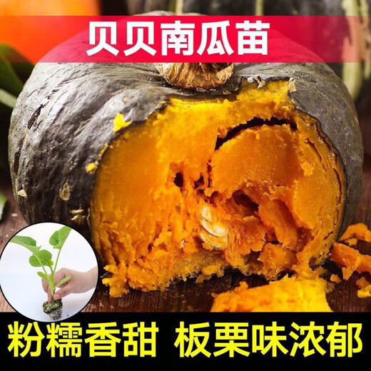Authentic Chestnut Flavor Real Beibei Pumpkin Seedlings with Soil for Four Seasons Potted Honey Old Pumpkins, Take 3 + 3 Trees (6 Plants in Total) (Grade A) Beibei Pumpkin Seedlings (Strong Seedlings)