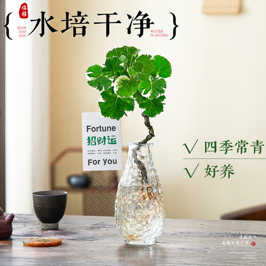 Linya hydroponic round-leaf Phlox truncatula Qianduoduo potted plants living room desktop water-cultured green plants square bottle straight from the source