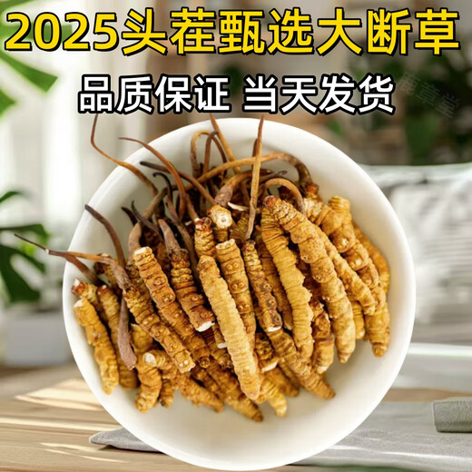 正品虫草冬虫夏草大断草高海拔断虫草2025头茬新自用大号断虫草 那曲高海拔断虫草20克装