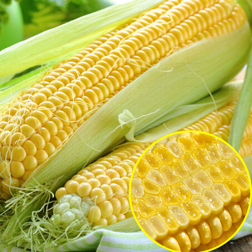 Fresh sweet corn Freshly picked fresh fruit corn Fresh sweet corn on the cob Fresh vegetables can be eaten raw for breakfast Fresh fruit corn 5Jin Jin equals 0.5kg Net weight starting from 300g