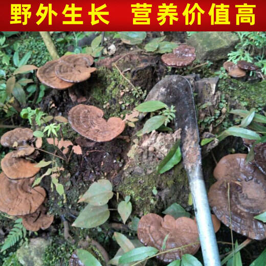 遇芝缘紫灵芝正品云南深山半野生紫芝带孢子粉不苦野芝可煲汤泡酒煮茶 整个500克（4-5个）