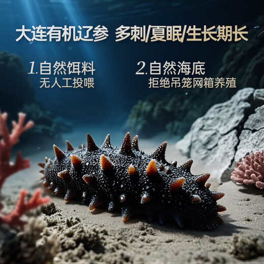 Liao Ginseng Dalian Organic Frozen Sea Cucumber Gift Box 2Jin Jin equal to 0.5kg 26-30 pieces non-ready to eat OCC flagship store solids 85%