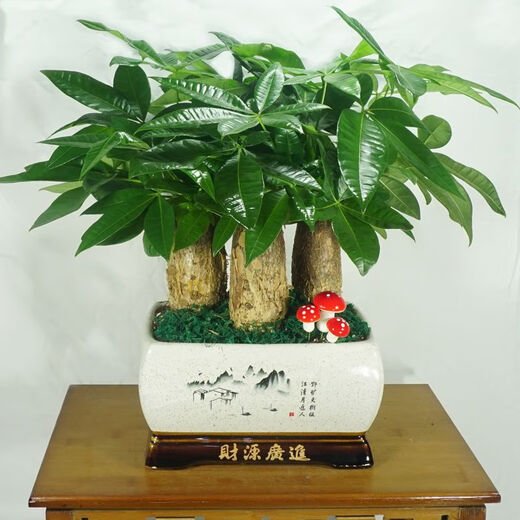 
The wealth tree opens and moves to give gifts. Pot plants, flowers, indoor formaldehyde absorption, small bonsai, large-sized Caiyuan Guangjin (1517 green silk) three, good with potted plants
