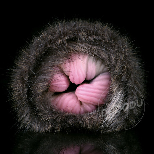 Geeba Aircraft Cup Manual Schimmel Umkehrungsvorrichtung Silikon Simulation Tier Vagina Doppelkanal Flugzeugbecher Vagina Anus Doppelinsertion Hehe Cat 6231 [Vaginallänge mit Einzelkanal 14 cm]