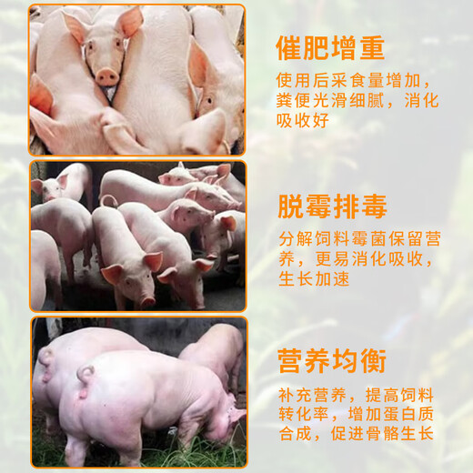 Bantewang pig day length substitutes premixed fattening and weight gain king mixed feed additives to fatten pigs and promote growth. One bag __ 2.5 kg