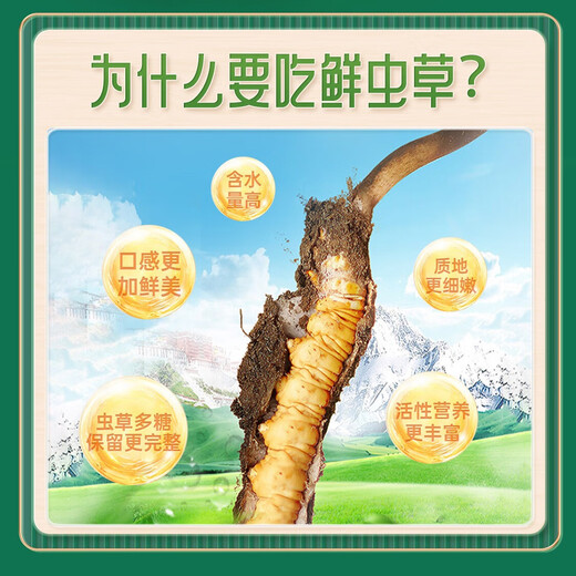挖草人【西藏那曲】新鲜野生冬虫夏草 2025那曲野生鲜虫草头茬鲜虫草 西藏那曲鲜虫草  1.0克20根