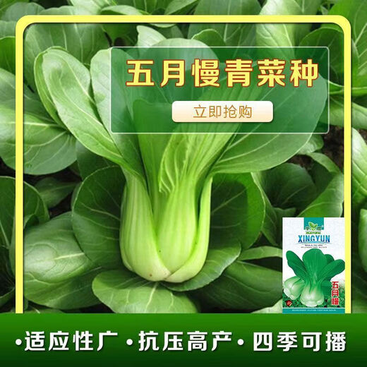Shanghai green seeds for four seasons, small green vegetables, chicken feathers, fast vegetables, small cabbage, rape, heat, moisture and cold resistance, field use, original authentic May slow seeds, about 3600 capsules, 3 packs