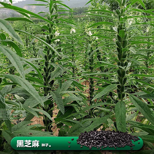 Кунжут черный, весеннего и летнего посева, среднеранний срок созревания, однополюсный тип, кущение, многоустойчивые к полеганию семена, семена масличных культур, семена черного кунжута №1 а2025 новая упаковка производителя, большой пакет 40г/пакет