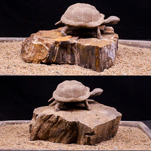Wen Shiou Schildkröte Sonnenstein Naturholz Fossile Fischtank Landschaft Stein Rockerie Ornamente Aquarium Rohstein Drei Seen südamerikanische dekorative Steinholz Fossil 9273