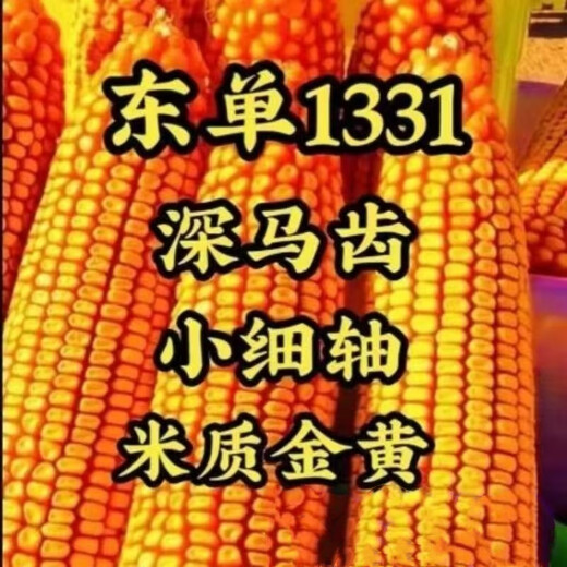 East Asia small steel gun Dongdan 1331 corn seed original first generation hybrid corn seed storage corn seed 2 bags/Dongdan 1331-about 6000 grains per bag
