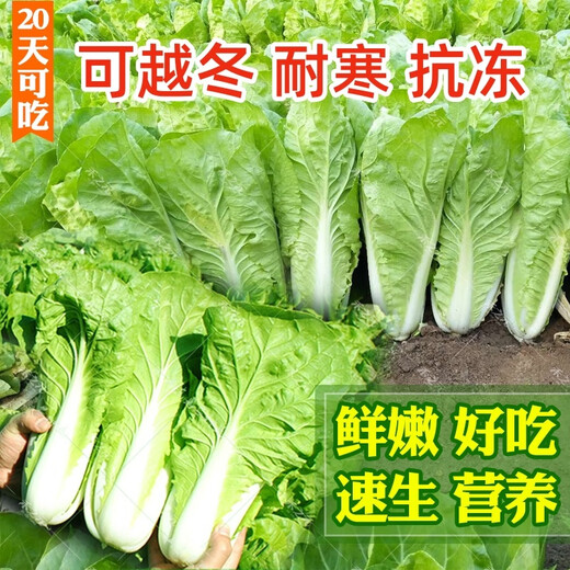 Four seasons fast vegetable seeds, creamy cabbage seeds, spring and summer water cabbage, four seasons courtyard balcony potted vegetable seeds, four seasons creamy fast vegetable seeds (no insects, no pesticides) Event Buy 3 bags + 2 bags 12555 grains + fertilizer