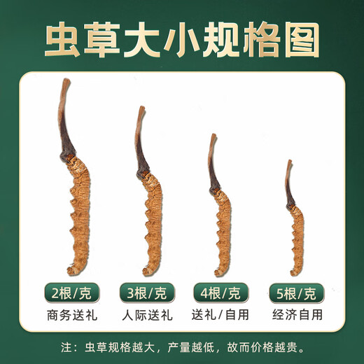 藏幽正宗冬虫夏草礼盒装滋补品头期干虫草送长辈父母领导营养品礼物 【自用 送礼】4根/克-20克-80根【性价比款】