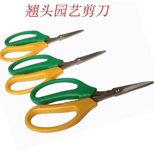 Nufeng Grape Special Scissors Stainless Steel Upturned Head Gardening Scissors Vegetables and Fruits Thin Fruit Pruning Flower Branches Pepper Picking Fruit Orange Picking 3 Upturned Head Grape Scissors