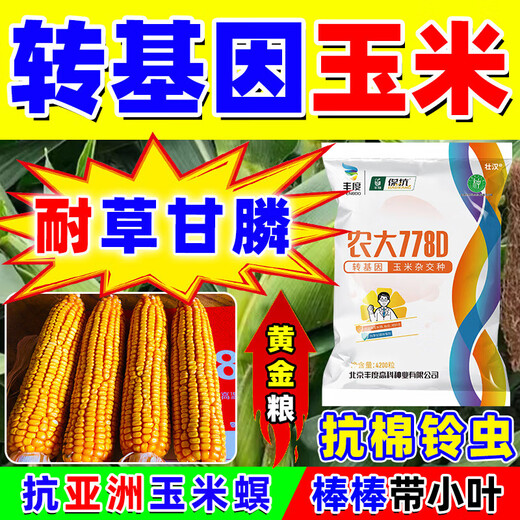 Strong man's genetically modified high-yield corn seeds with short stems and lodging resistance, nationally approved double-rod twins, drought-resistant new varieties of corn seeds, genetically modified golden grains, 4100 grains