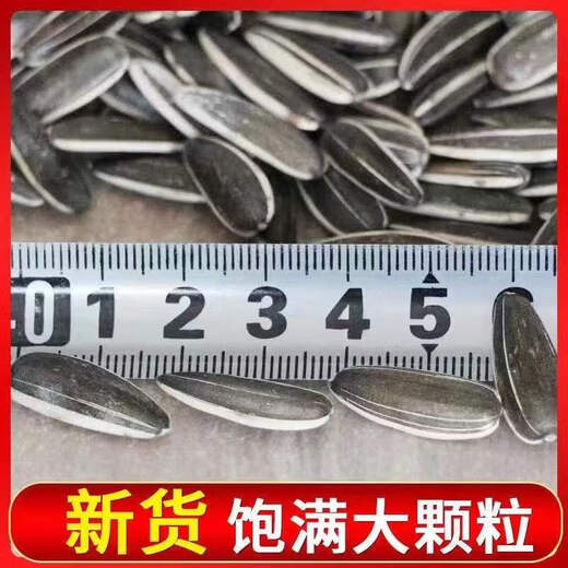 Hanning Extra Large Sunflower Seeds Original Raw and Cooked Sunflower Seeds Available in Large Bags Jin Jin Equals 0.5kg Jin Jin Equals 0.5kg Raw Melon Seeds and Sunflower Seeds New Arrival Jin Jin Equals 0.5kg Selected Large Particles of Fried Original Sunflower 2Jin Jin Equals 0.5kg