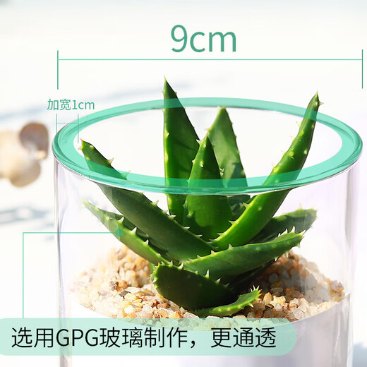 Succulent plant cactus potted indoor succulent cactus small potted flowering cute desktop green plant gold crown + glass pot + gold sand + nutrient soil with pot