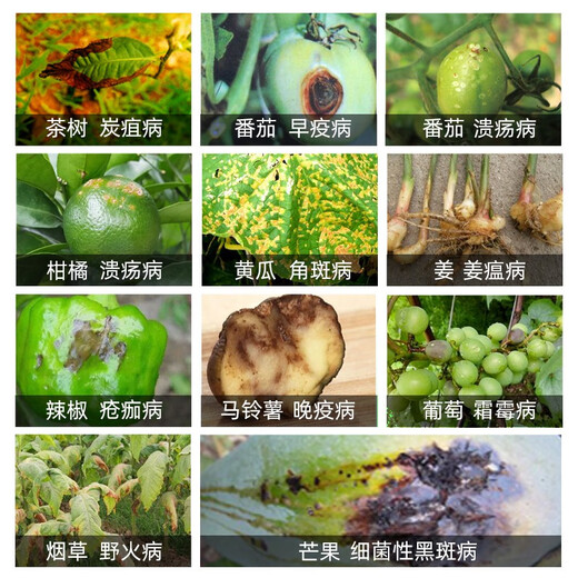 Corteva can kill 30003000 46% copper hydroxide Corteva ulcer wildfire angular spot vegetable fungicide 100g