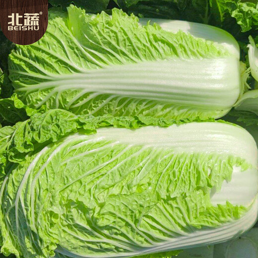 Beijing New No. 3 Chinese Cabbage Seeds Cold-resistant Winter and Spring Garden Field Vegetable Seeds Beijing New No. 3 Seeds 5g