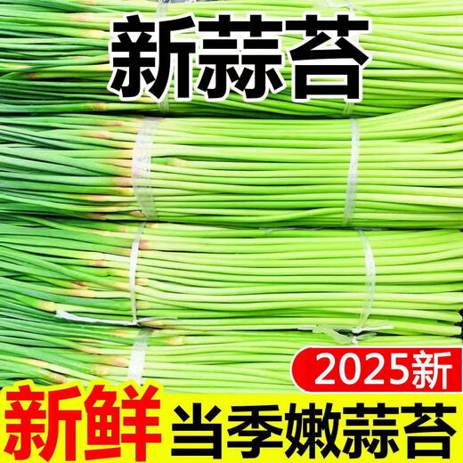This year's first batch of fresh garlic sprouts, fresh supermarket quality garlic sprouts, vegetable seasoning, cold stir-frying, ready-to-eat garlic sprouts 2Jin Jin equals 0.5 kg of fresh garlic sprouts
