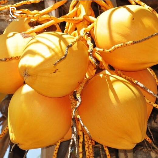 Jinrunxin Hainan Golden Coconut Freshly Picked Green Coconut Large Fruit Natural Coconut Water Coconut Juice Coconut Egg Pregnant Women Fruit Amniotic Water Sharing Pack 4 (Large Fruit Single Fruit Approximately 3Jin Jin is equal to 0.5kg)