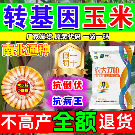 Strong man's genetically modified high-yield corn seeds with short stems and lodging resistance, nationally approved double-rod twins, drought-resistant new varieties of corn seeds, genetically modified golden grains, 4100 grains