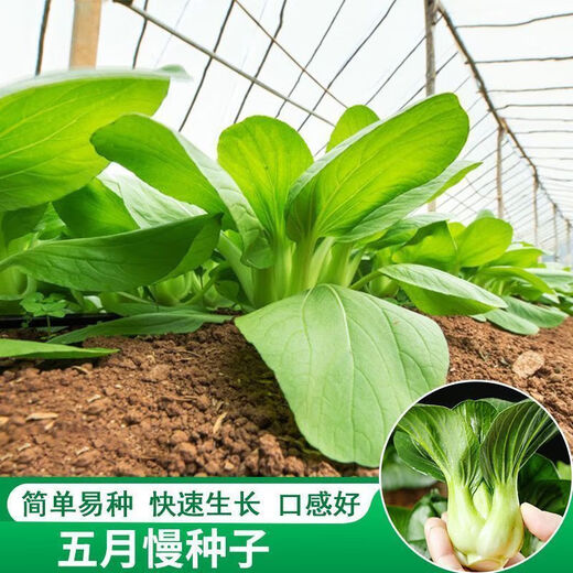 Shanghai green seeds for four seasons, small green vegetables, chicken feathers, fast vegetables, small cabbage, rape, heat, moisture and cold resistance, field use, original authentic May slow seeds, about 3600 capsules, 3 packs
