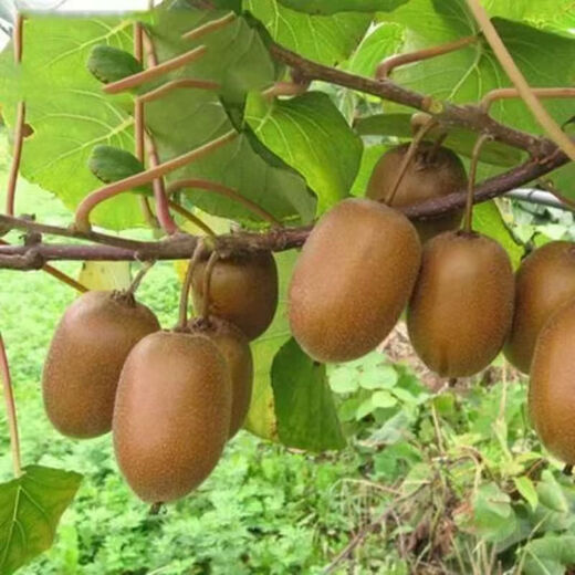 Kiwi fruit seeds green heart kiwi fruit seeds kiwi fruit seeds easy to grow and live kiwi seeds kiwi seeds a pack of about 400 pieces