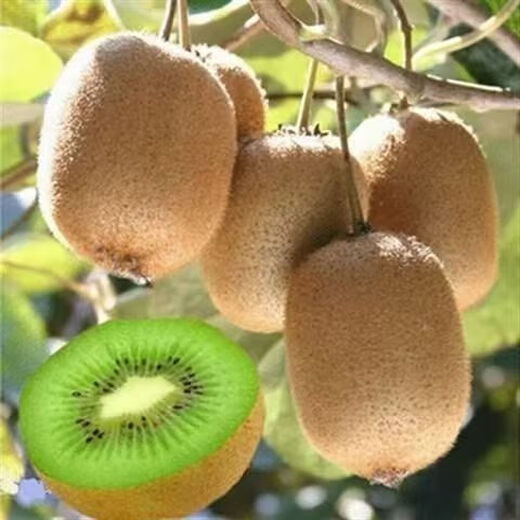 Kiwi fruit seeds green heart kiwi fruit seeds kiwi fruit seeds easy to grow and live kiwi seeds kiwi seeds a pack of about 400 pieces