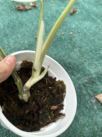 Белый монстр Monstera Yin-Yang Белый черепаховый зеленый растение горячее растение горячее растение Jinhua Plant Internet Plain Leaf Leaf Doszlant Один из них один выстрел № 187 3884 Листья Инь-Ян Петли Старые листья разбиты, горшок
