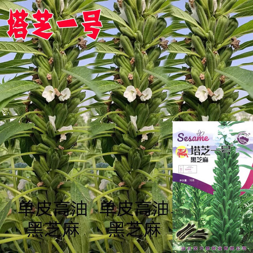 Кунжут черный, весеннего и летнего посева, среднеранний срок созревания, однополюсный тип, кущение, многоустойчивые к полеганию семена, семена масличных культур, семена черного кунжута №1 а2025 новая упаковка производителя, большой пакет 40г/пакет