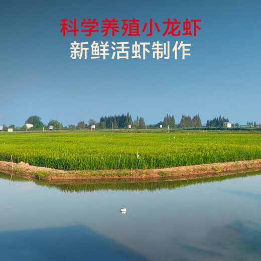 Jingmi spicy crayfish 2025 new shrimp 618g, 80% clean shrimp, 4-6 yuan, heated and ready to eat