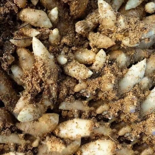 Gastrodia seeds 0th generation Gastrodia 1st generation Gastrodia seedlings Gastrodia seeds four seasons planting ground potted Gastrodia granular seeds 101 grains + rooting fertilizer