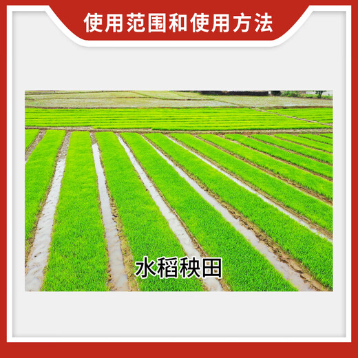 Guoguang Guoguang 15% paclobutrazol rice seedling field growth control and anti-leggy plant growth regulator 18g