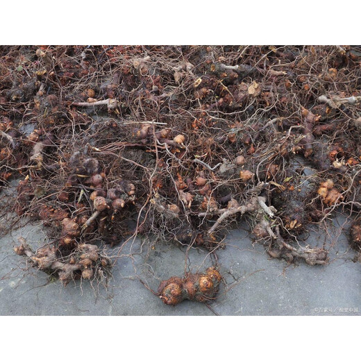 Freshly dug golden buckwheat, Chinese medicinal material, wild buckwheat seedlings, golden buckwheat roots, wild buckwheat, Chinese medicinal material, wild buckwheat seedlings, Jin Qiao wheat, Jin Jin equal to 0.5 kg, with fibrous roots