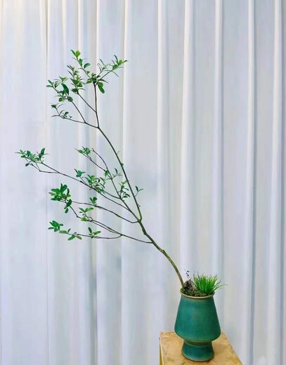 海岛春花石斑木海岛栀子花海岛石枫 海岛春花1098高约1.5米 不含盆