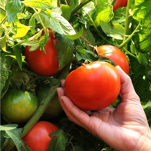 Dihuayan nitrogen, phosphorus and potassium ternary compound fertilizer, organic fertilizer, flower fertilizer, special fertilizer for flowers, green plants, vegetables and fruit trees, universal water-soluble fertilizer