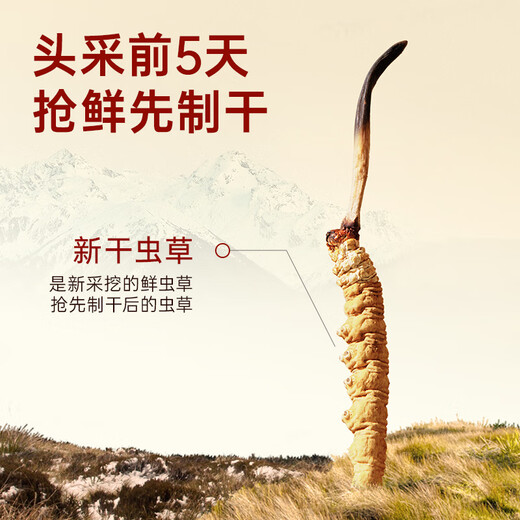 Ayishe Cordyceps sinensis aproximadamente 2-3 raíces/G10g Aproximadamente 32 raíces de nuevos suplementos de regalos de Cordyceps secos para productos nutricionales de mediana edad y ancianos
