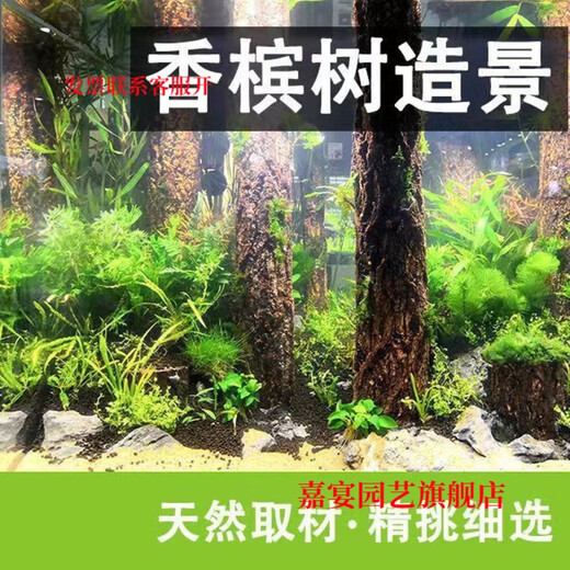 Champagne trunk underwater forest ornaments decoration pure natural water and land tank rainforest tank landscaping climbing pet turtle sun terrace 6-8 cm in diameter and 30 cm long