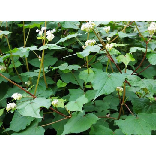 Freshly dug golden buckwheat, Chinese medicinal material, wild buckwheat seedlings, golden buckwheat roots, wild buckwheat, Chinese medicinal material, wild buckwheat seedlings, Jin Qiao wheat, Jin Jin equal to 0.5 kg, with fibrous roots