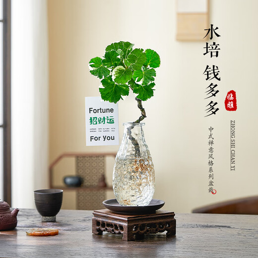 Linya hydroponic round-leaf Phlox truncatula Qianduoduo potted plants living room desktop water-cultured green plants square bottle straight from the source