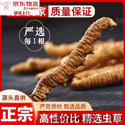 北京同仁堂【黑色星期五】冬虫夏草虫草正宗滋补养生自用王头期新鲜干货 一支装
