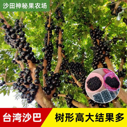 嘉宝果苗沙巴嘉宝果苗树葡萄果树苗带土带叶东莞13年老店 6年半苗沙巴6169 141cm(含)-170cm(含)