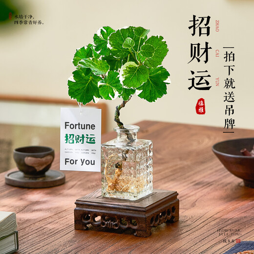 Linya hydroponic round-leaf Phlox truncatula Qianduoduo potted plants living room desktop water-cultured green plants square bottle straight from the source