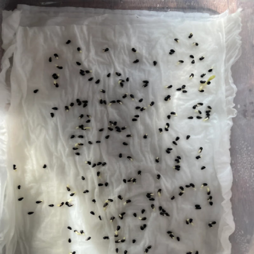 Dragon fruit seeds are easy to grow in the courtyard and balcony, indoor and outdoor potted plants for home planting of four seasons vegetables and fruits. Dragon fruit seeds, five packs, about 300 capsules