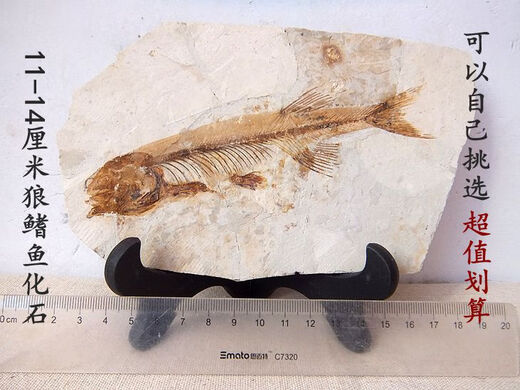 2025 new Liaoxi natural wolf fin fish fossils placed in stone animals retro paleontology science popularization specimens DB1047 with bracket