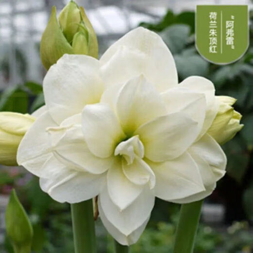 Imported amaryllis seed bulbs, large ball potted flower seedlings, double amaryllis seeds with buds for all seasons, green plants and flowers 9. Green field bulb circumference 15-18cm